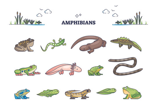 Amphibians as water vertebrates for moist habitat outline collection set. Animals group collection with snakes, lizards, frogs and toads vector illustration. Biology or zoology fauna organism category
