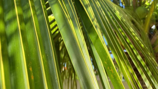 Tropical coconut palm leaf in the sunlight closeup. Motion of the camera.