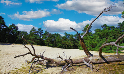 Scenic dutch landscape with dead dry tree trunk, quick sand dune, scotch pine tree forest, blue sky fluffy clouds - Loonse und Drunense Duinen, Netherlands