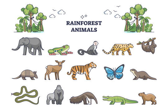 Rainforest jungle wildlife elements with animal fauna outline collection set. Zoology and biodiversity for lush and mist climate habitat vector illustration. Insects, birds, reptile and mammal items.