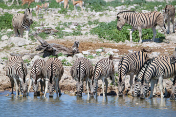 Obraz na płótnie Canvas Zebra drinking water at Okaukuejo waterhole, Etosha National Park, Namibia