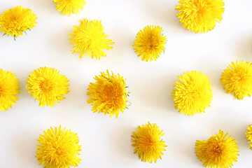 Close-up view of yellow dandelion, Taraxacum officinale on a white wooden table. Dandelion is well known for its yellow flower. It is a medicinal plant.