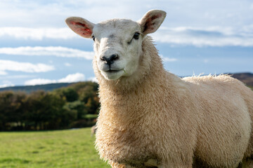 Beautiful sheep looking into the distance in the Scottish highlands