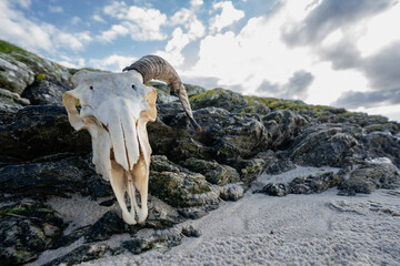 A washed-up ram skull on a sandy beach in the Scottish Highlands. An unfortunate sight in nature.