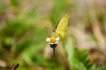 Butterfly on a flower