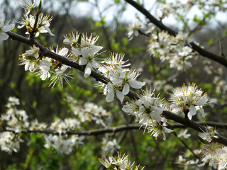 close up of white wild apple blossom flowering on a branch with blurred green nature background
