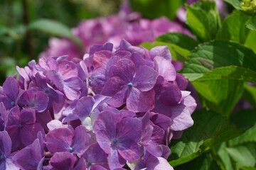 Obraz premium 紫の紫陽花の花