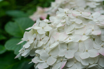 白い紫陽花の花