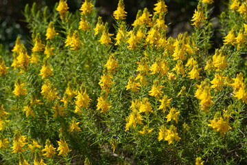 Greenweed (Genista hirsuta)