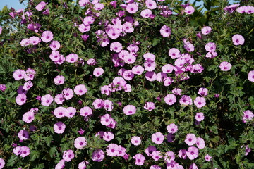 Mallow Bindweed (Convolvulus althaeoides)