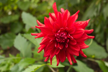 They are bloomingred dahlia in the garden. Dahlia is a genus of bushy, tuberous, herbaceous perennial plants native to Mexico.Blurred background.