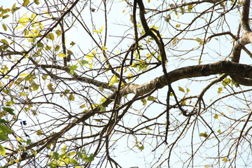 branches against sky