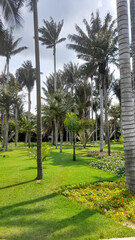 palm trees in the park