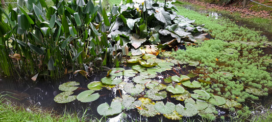 green moss on the ground