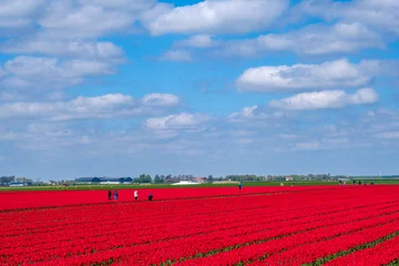 Stoff pro Meter Tulpenveld in Flevoland - Tulip field in Flevoland © Holland-PhotostockNL