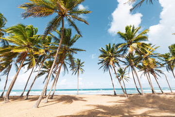 Obraz na płótnie Canvas Beach scene with coconut palms