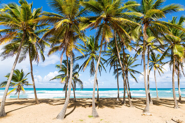 Obraz na płótnie Canvas Beach scene with coconut palms