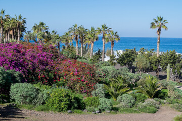 Fototapeta na wymiar Vegetación tropical en la Playa Jardin del Puerto de la Cruz, en la costa norte de la isla de Tenerife, Canarias