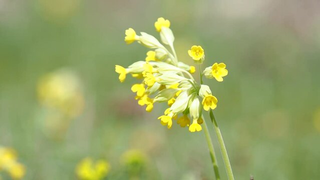 Yellow flowers of cowslip primrose on a meadow in spring, Primula veris officinalis
