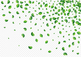Forest Leaf Swirl Vector Transparent Background.
