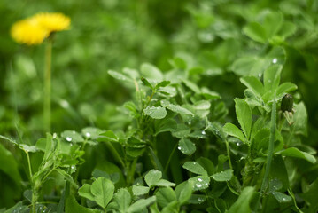 Drops of water on the leaves of a young alfalfa
