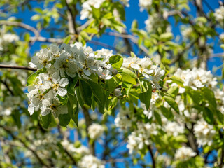 sour cherry tree blossoming branches