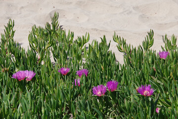 Ice plant Delosperma succulent plants ground cover with purple flowers in the beach sand