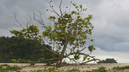 Tree in the field by the beach