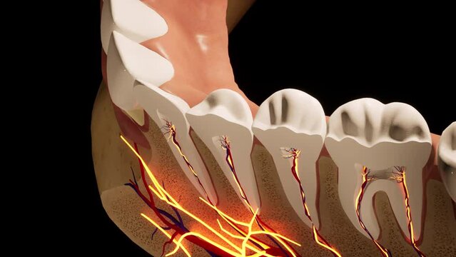 Tooth - detail model - 3D model animation on a black background. Nerves, cut tooth, arteries.