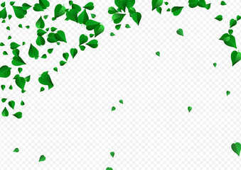 Olive Leaves Nature Vector Transparent Background