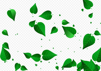 Grassy Greens Tea Vector Transparent Background