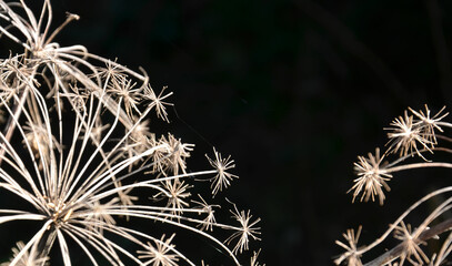 Vertrocknete Gräser