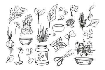 Set of microgreens doodle illustration. Vector hand drawn sketch art.