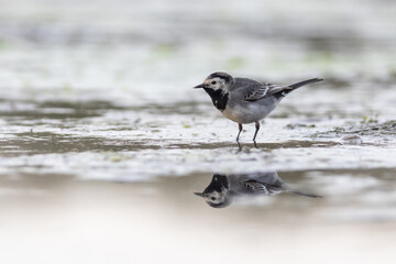 Pied wagtail (Motacilla alba)