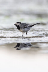 Pied wagtail (Motacilla alba)