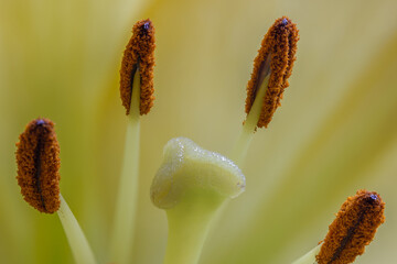Yellow lily