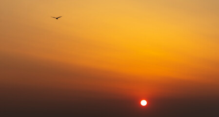silhouette of seagull in sunset
