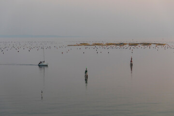mussel cultivation and sailboat in the gulf of Trieste, Italy