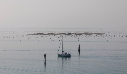 mussel cultivation and sailboat in the gulf of Trieste, Italy