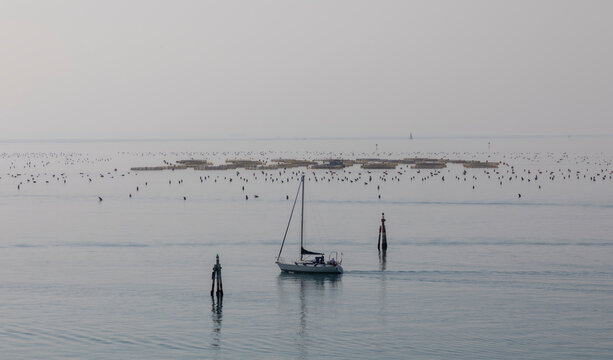 mussel cultivation and sailboat in the gulf of Trieste, Italy