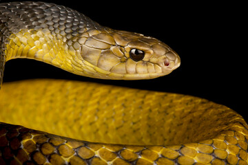 Yellow-tail Indigo snake (Drymarchon corais)