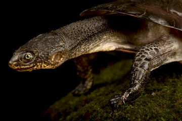 Toadhead turtle (Mesoclemmys gibba)