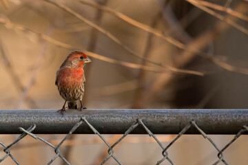 Male house sparrow perching on a metal fence in a backyard. 