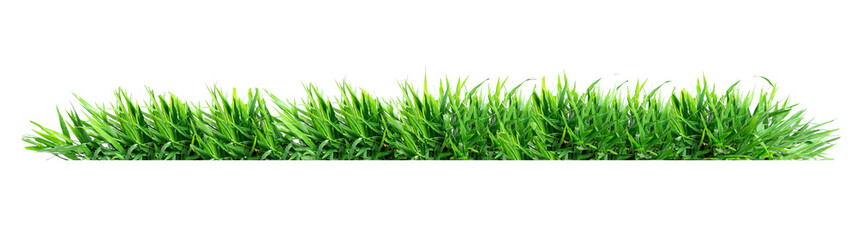 Isolated green grass on a white background