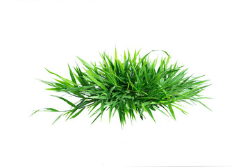 Green Grass Border isolated on white background.The collection of grass.(Manila Grass)The grass is native to Thailand is very popular in the front yard.