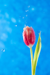 A tulip on a blue background with water drops