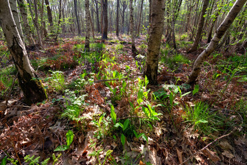 Fototapeta premium Lily of the valley in underwood of Notre-Dame forest. Ile-De-France region