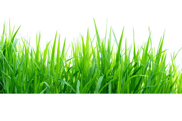 Fototapeta premium Isolated green grass on a white background
