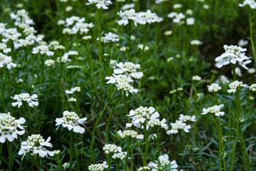 Spring flowers series: White Spiraea alpine spring flower blossoming