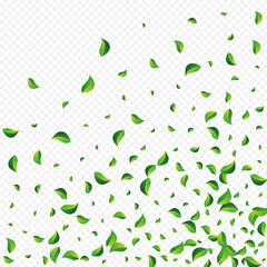 Mint Leaf Forest Vector Transparent Background.
